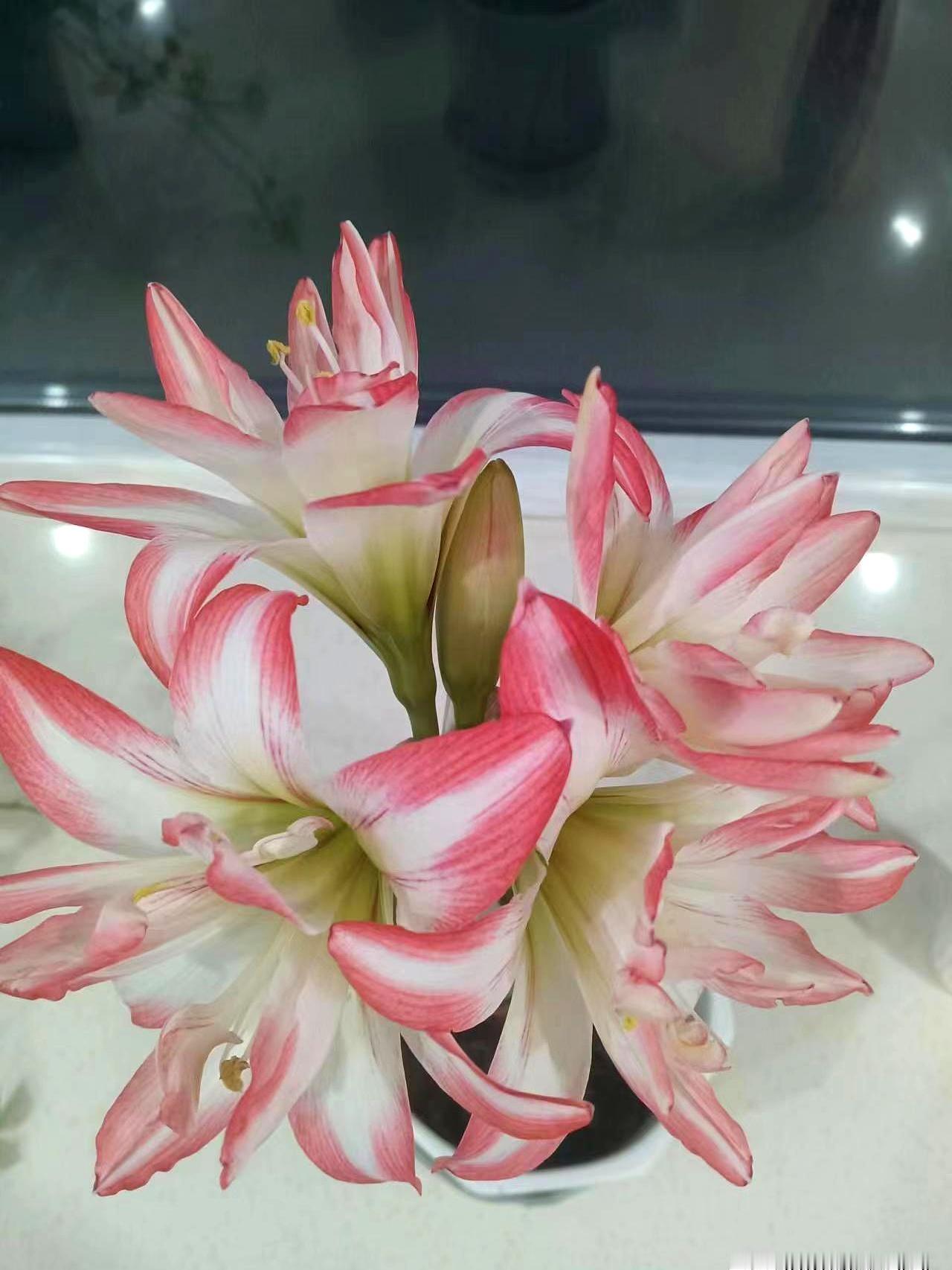 今天看到这组考研数据，沉默了。报名从388万降到约343万，教育部截至2月24