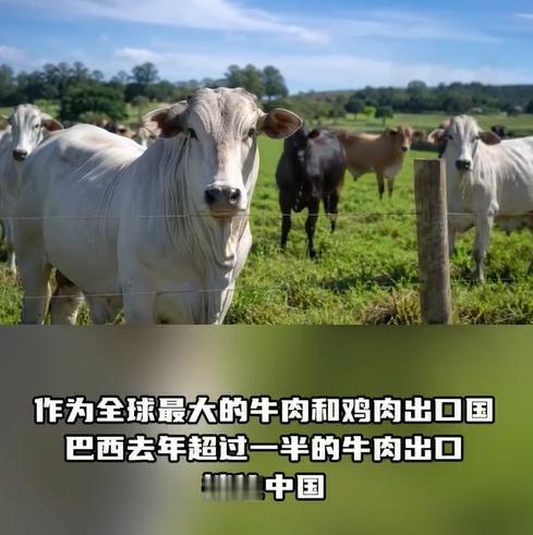 巴西希望扩大对华牛肉出口未果！6月2日的中国海关，认定巴西为无口蹄疫地区，并