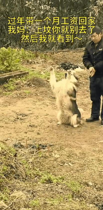 惊呆所有人：万物皆有灵，夫妻两带着狗子去给祖宗上坟，万万没想到，狗子居然学着主人