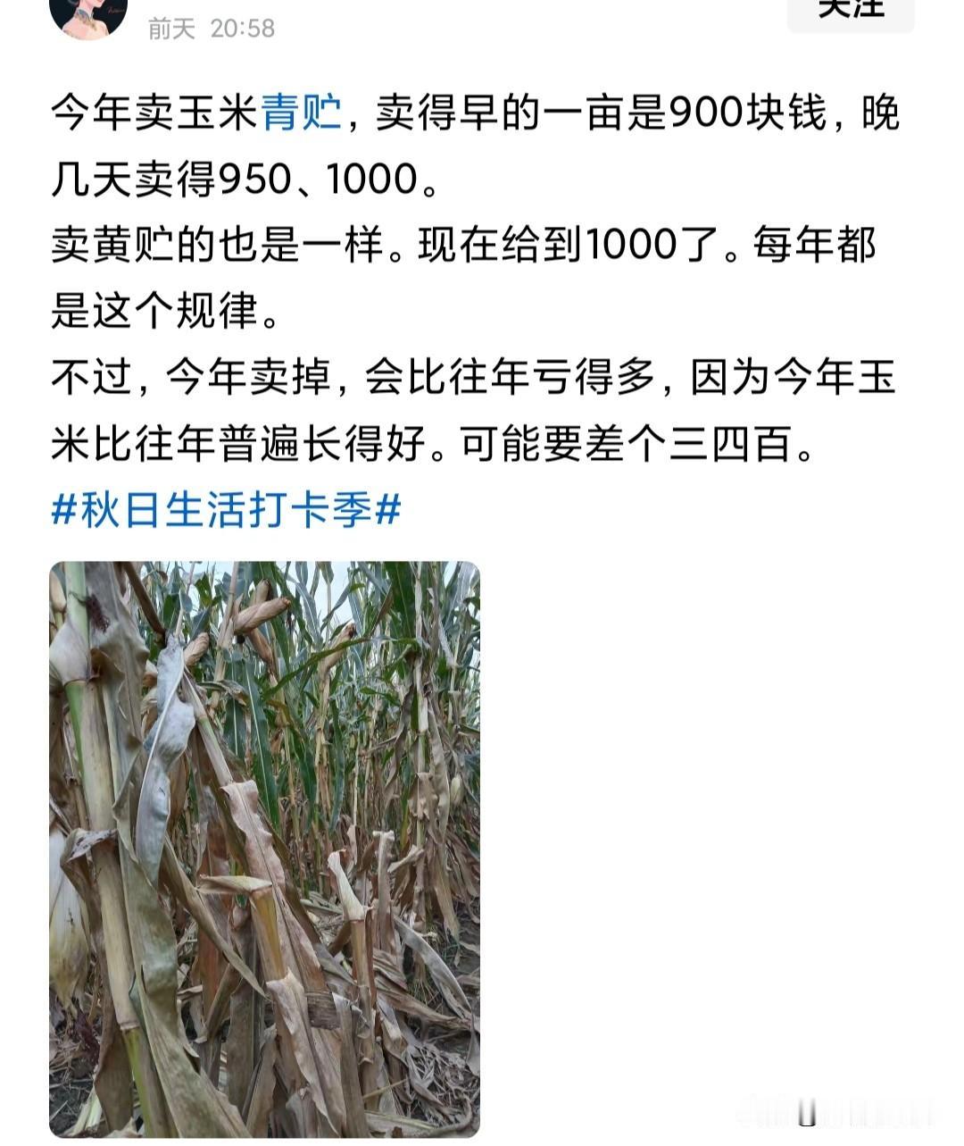 如果青贮玉米能卖到900~1000块钱，比直接种玉米收棒子要划算的多。现在玉米