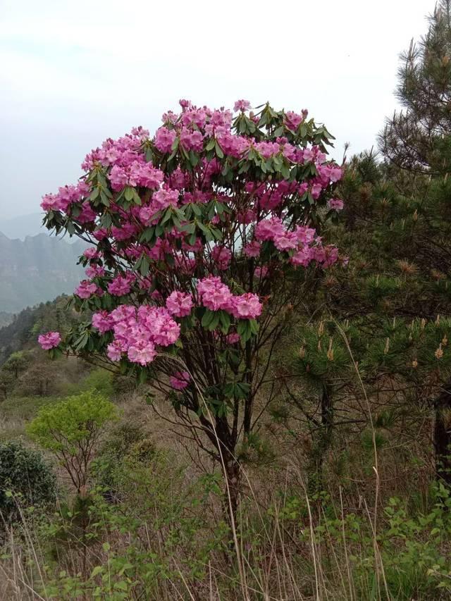 外围战火突然传来和缓消息，今日大A主要看修复！一早醒来，终于盼来了好消息，特朗