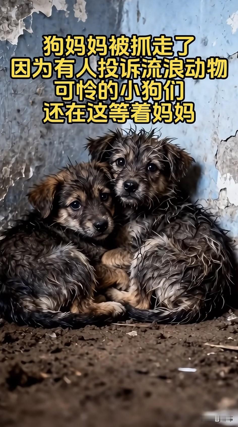 太可怜了！这天是个阴雨天，一位小姐姐去朋友家玩。当她走到一个墙角的时候，看到两只