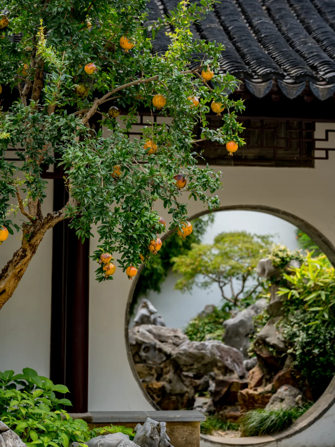 消失了80年的冷门园林‼️月洞门前石榴红