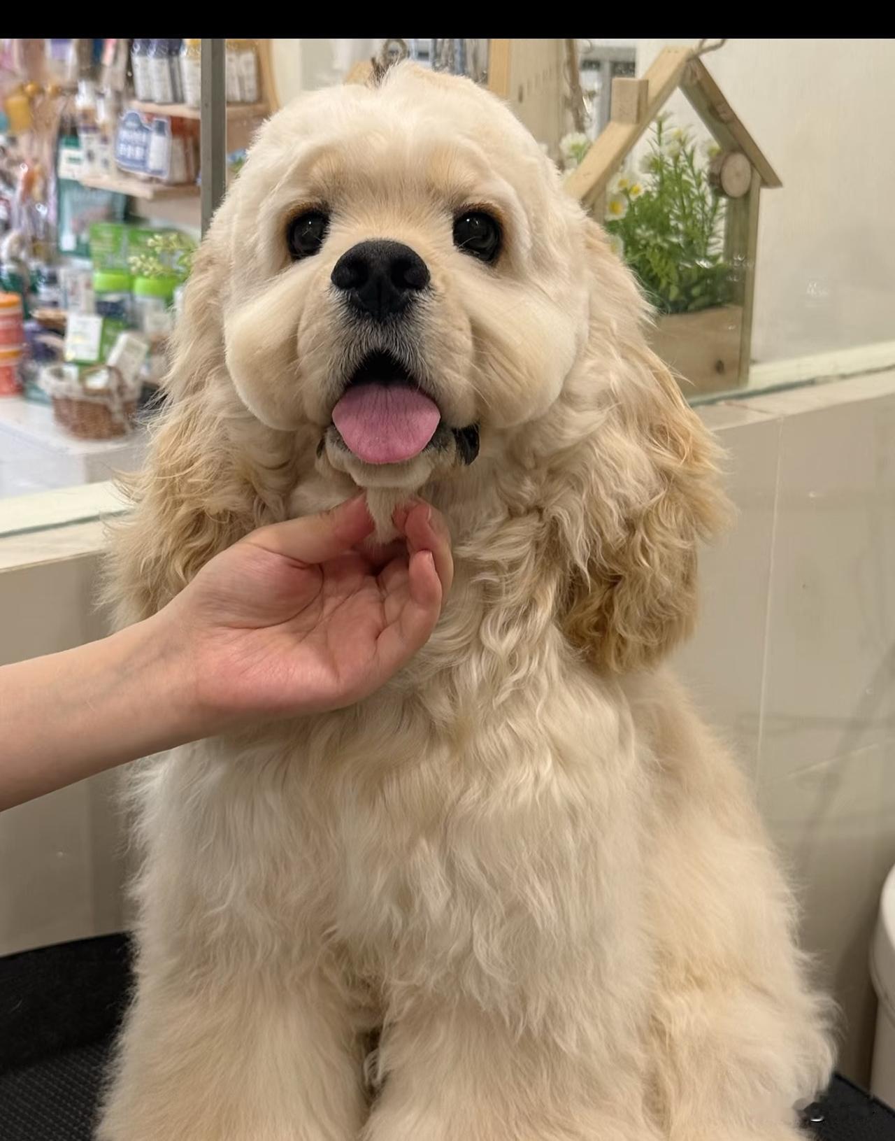 还真有法盲。秦皇岛。女子买海鲜不付钱就走了，顺手偷走了店主价值12800元的