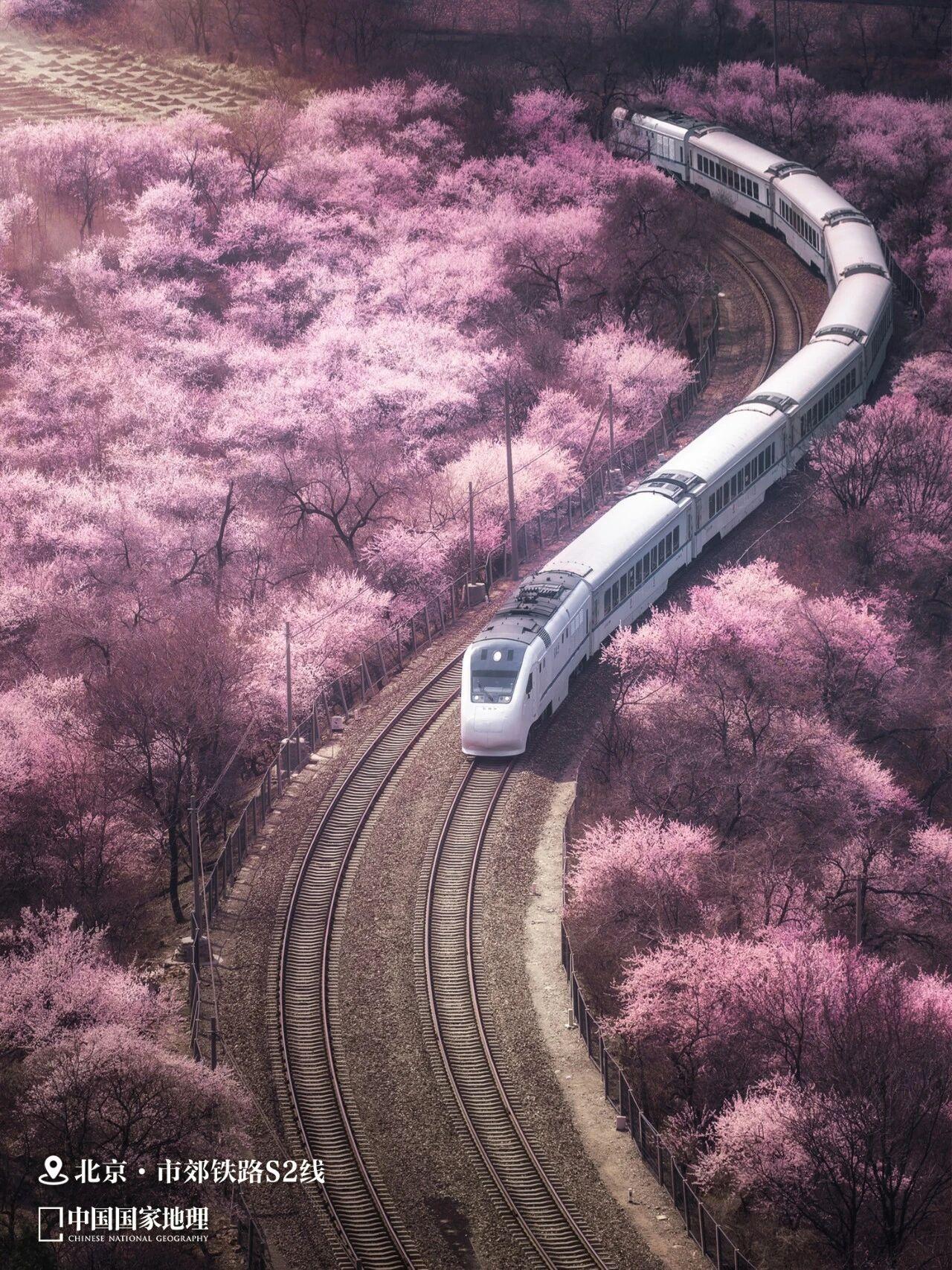 当下正值三月末，京津冀等地已然入春，街头巷尾的玉兰悄然绽放，柳枝抽出嫩绿的新芽