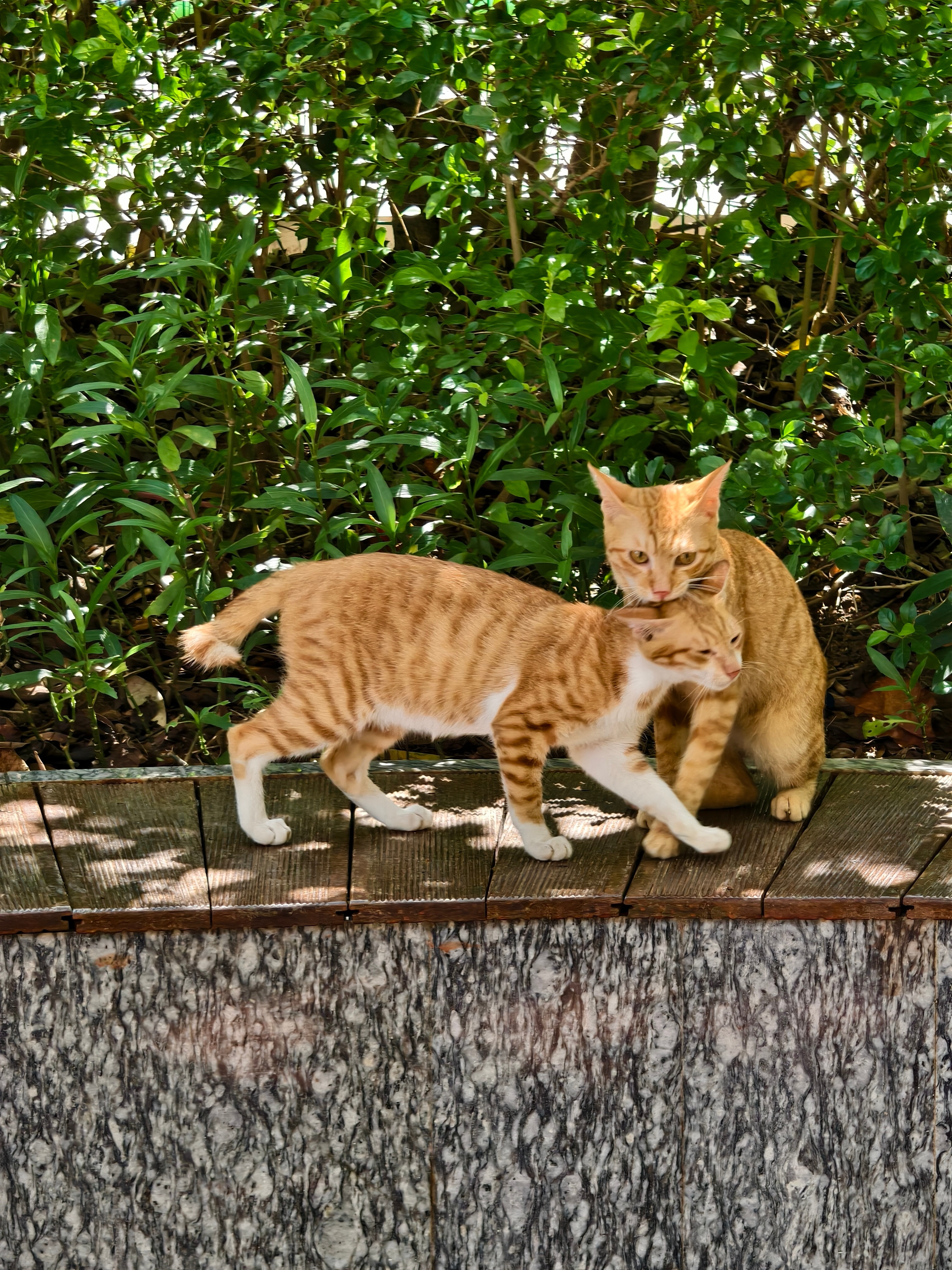 小区的流浪猫又要开始泛滥了​​​