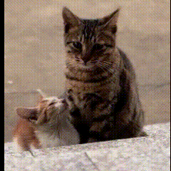 [哭哭]刷到一幕鼻子瞬间酸了！路边的流浪猫妈妈，瘦得肋骨都能看见，还带着只小奶猫