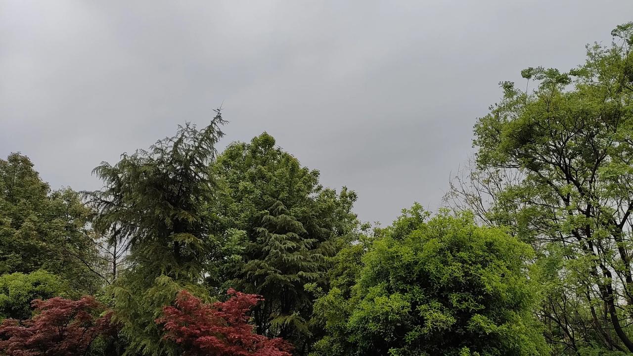五月五日，苏州终于下了一场透雨距离四月十二日风大雨小的下雨，天空足足晴朗了20