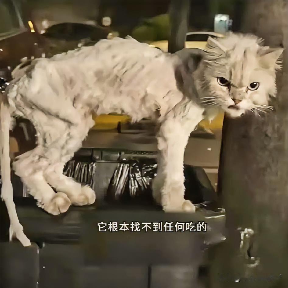 在街头，一只被遗弃的金吉拉猫在四处流浪。它是连呼吸都费劲的“纸片猫”。找不到