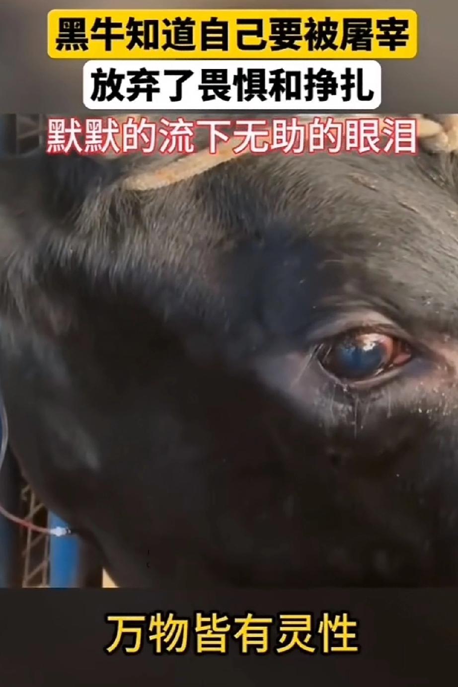 黑牛无怨无悔劳耕了一辈子最后无情的被主人送进了屠宰场，这是何等的残忍！