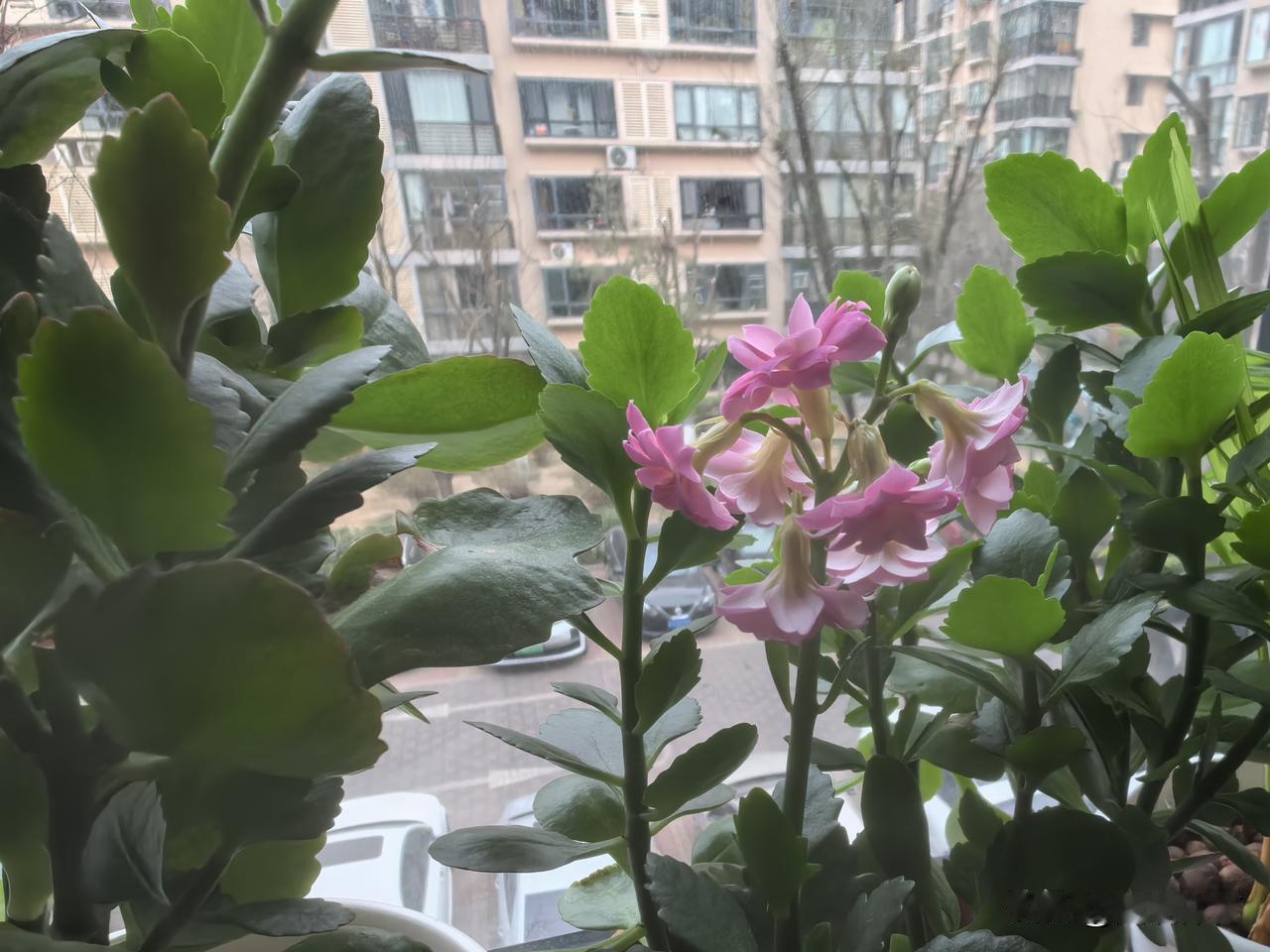 长寿花从含苞待放到凋谢居然可以处于同一植株。