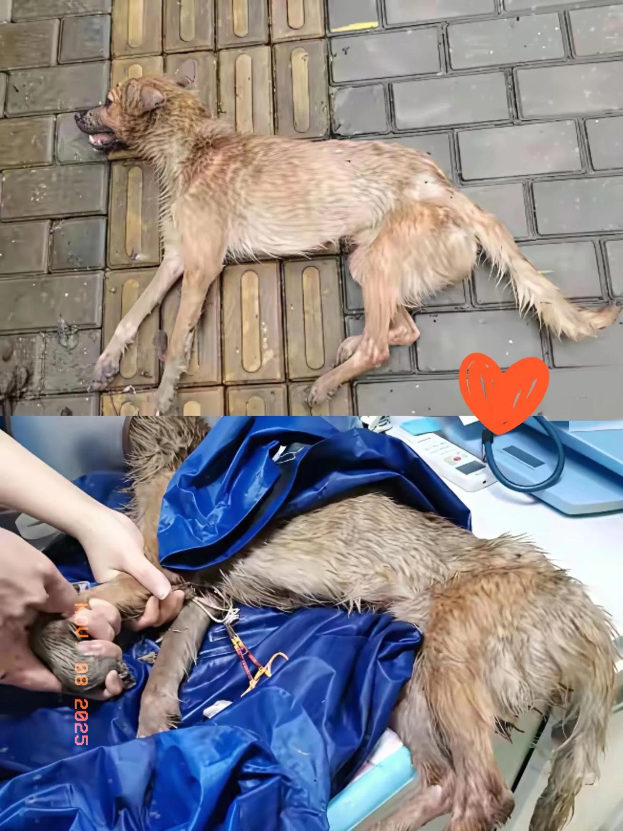 一位小哥哥流浪狗晨跑撞见街边缩成一团的小毛球，走近一看心都揪紧了——这只流浪狗