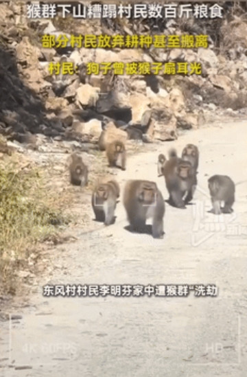 苦不堪言！四川，一农户哭诉自家庄稼地被很多猴子被嚯嚯了，因为是保护动物，他们只能
