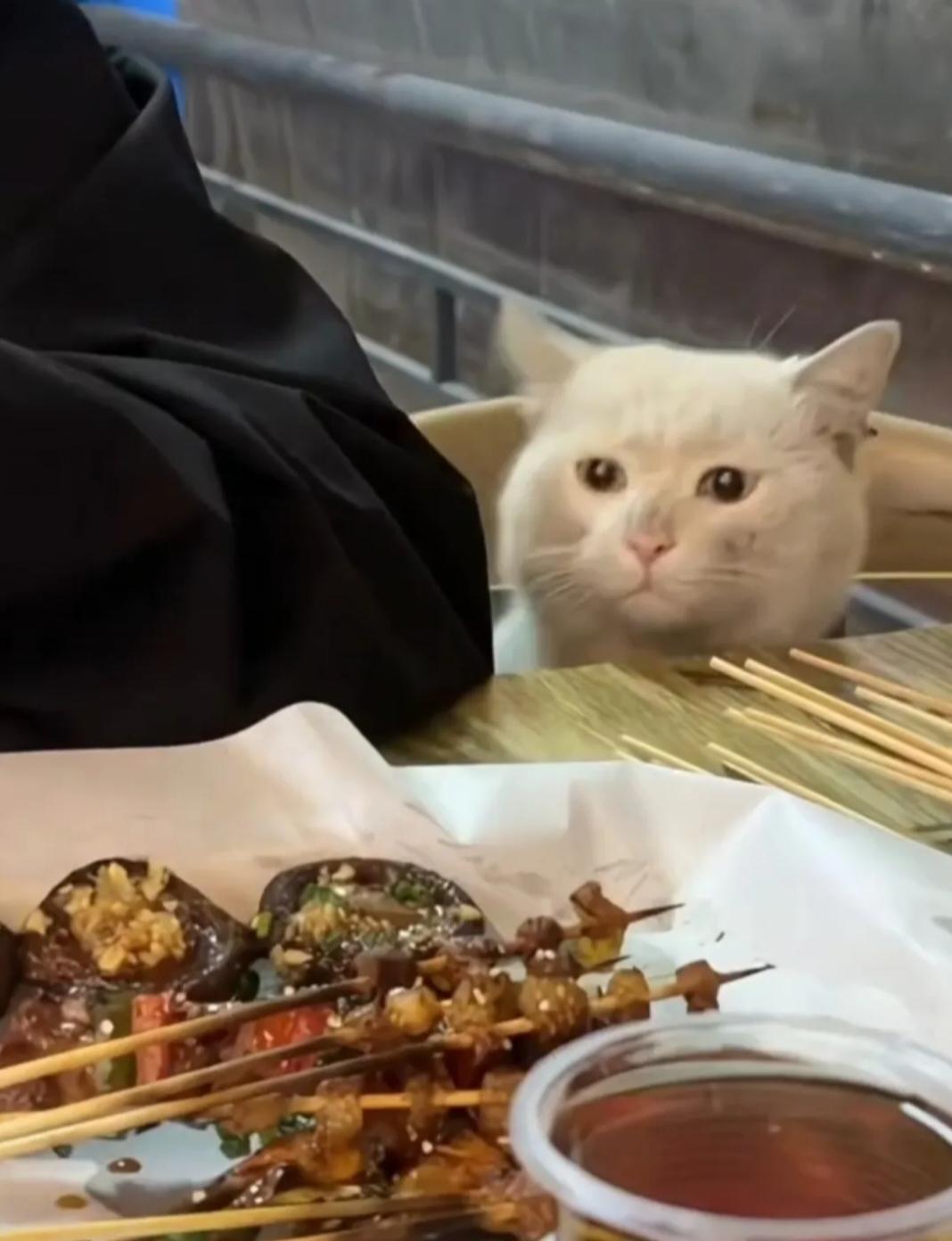 这小猫是真懂人性啊!这估计连科学都没办法解释一只流浪猫兜兜转转一天了，竟然在