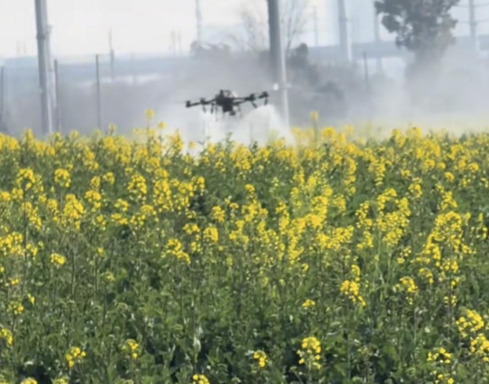 油菜花处于花期到底要不要打药？最近网友关于油菜花花期打药的事，可是在网上吵翻了