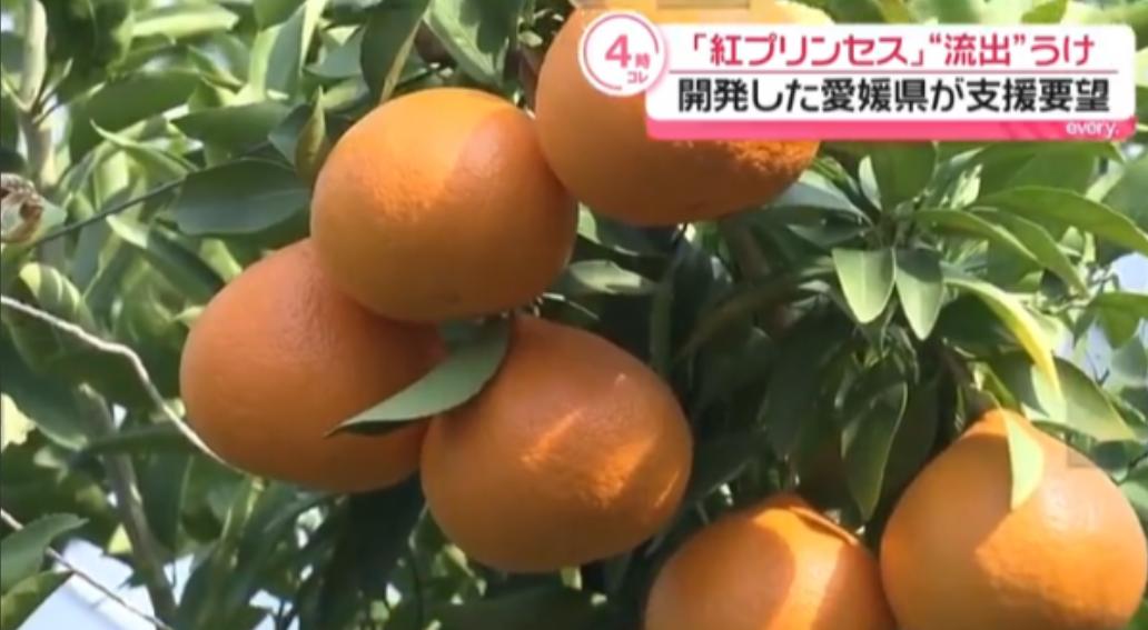 日本要中方停止栽培新柑橘，认为种子被走私出境，将赴华收集所有证据！据共同社6