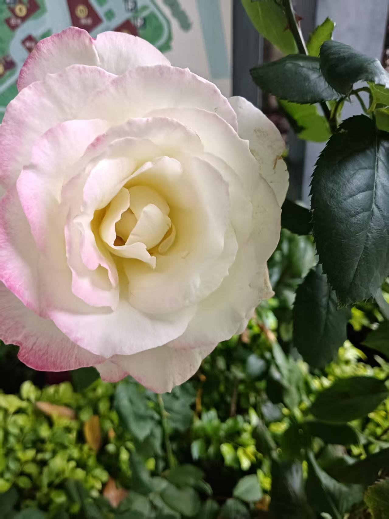 最近总是无缘无故的咳嗽，咳嗽就犯恶心，恶心就干呕，难受😣带定位晒今日生活我