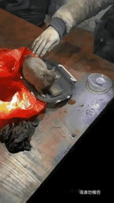 万物皆有灵。老鼠，一个又爱又恨的东西。