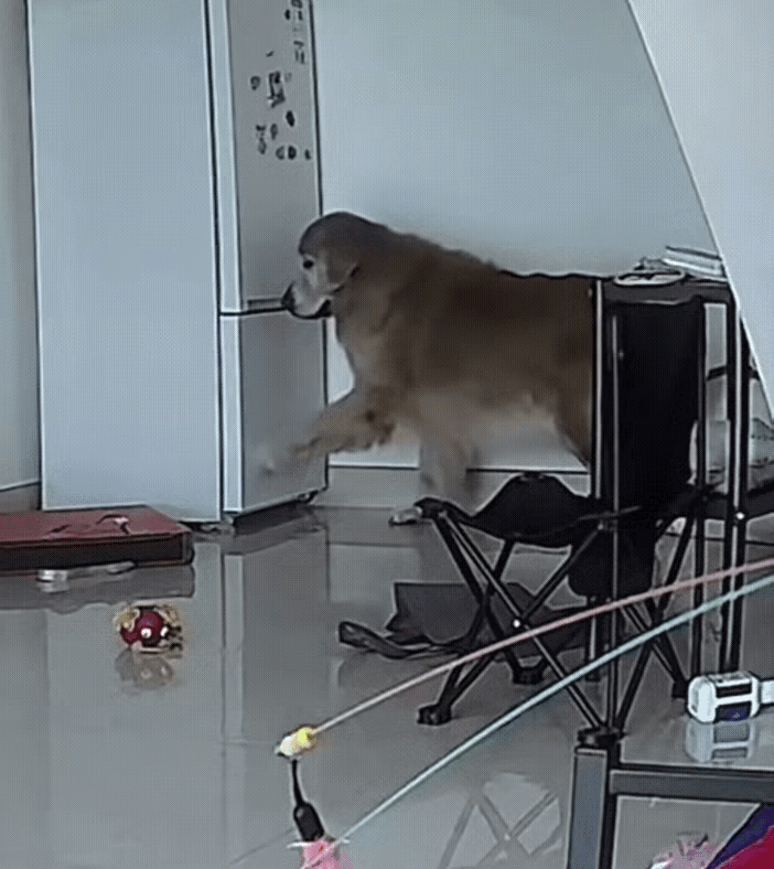 “万万没想到！”12月17日报道，广东一名女子最近发现自家冰箱里的肉总是缺少，一