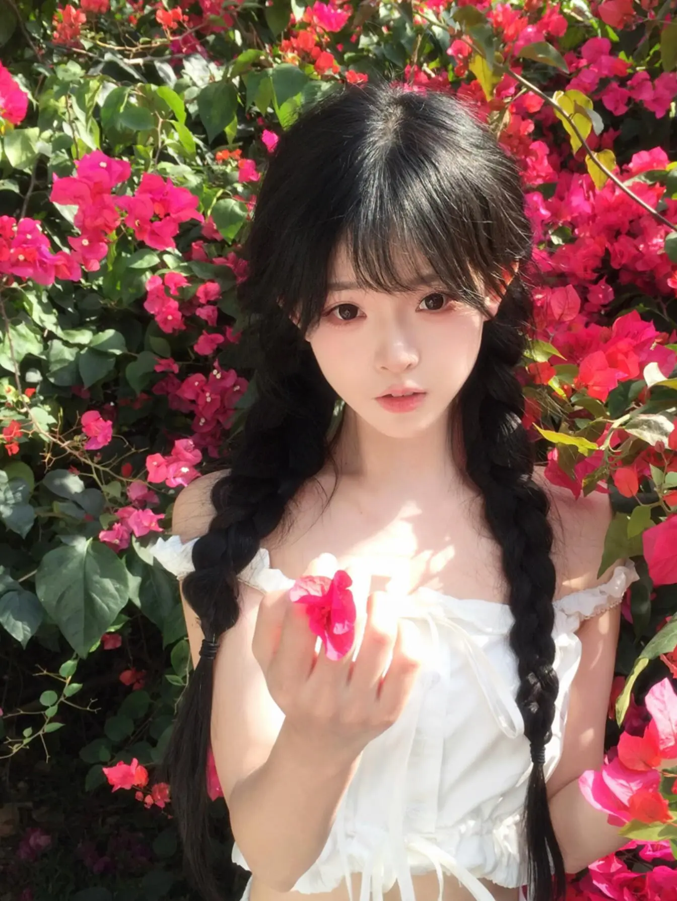 还得是三角梅。