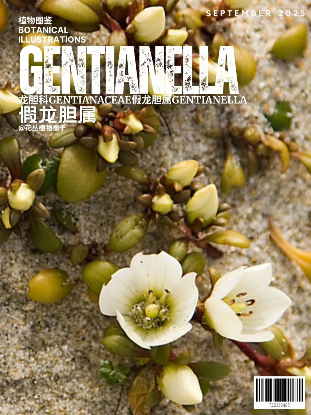 假龙胆属Gentianella
