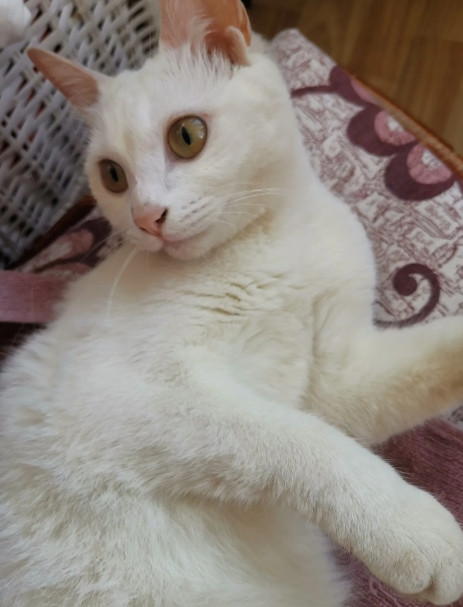 猫的智商是人类的3-4岁，小猫咪会趴在卧室门口，谁醒了翻个身，它就立刻跑过来