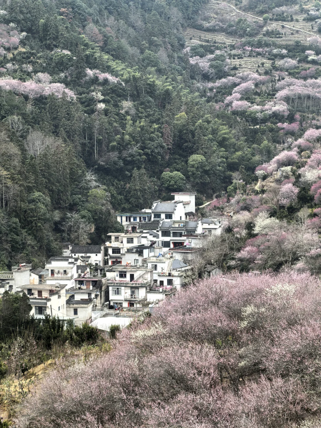 2.19卖花渔村藏着徽州最美的梅花