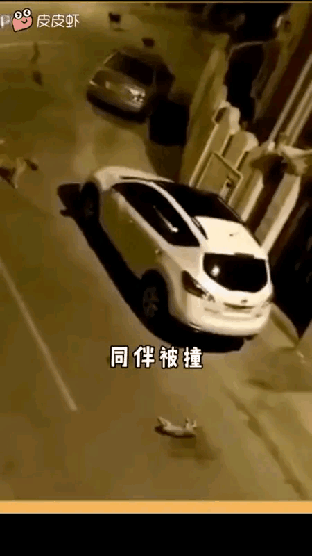 汪汪队开大会，肇事司机倒霉了[捂脸哭]