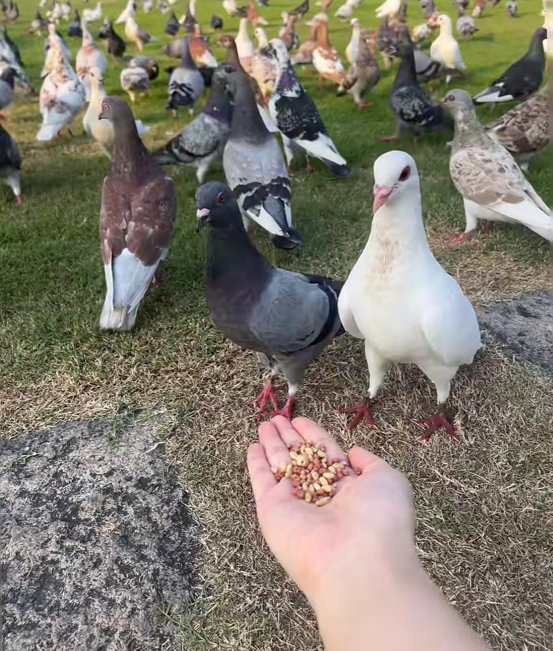 有没有和我一样“无知”的人!回老家一个月三天两头的喝鸽子汤，回来后同事们都夸脸