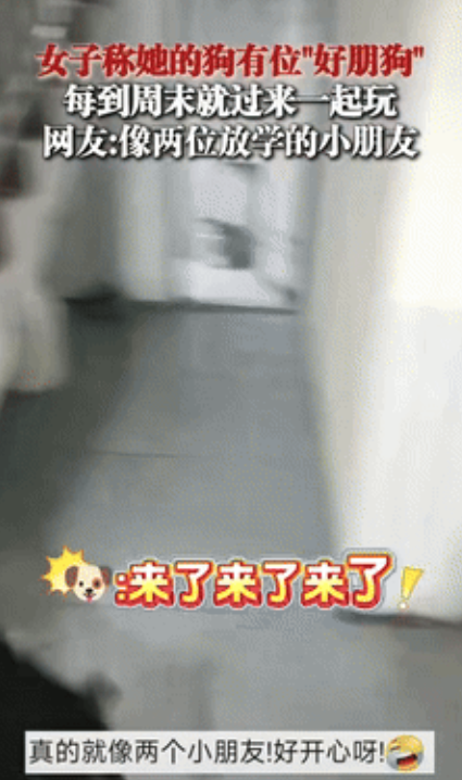 “万物皆有灵！”贵州，女子看到外面来了一只狗子，就立刻朝楼上大喊：来福，你朋友来