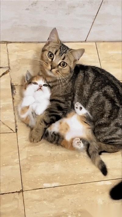 就因为多看了小猫一眼，我的手，在半空中停了足足有十秒。对面，猫妈俩爪子死死圈着