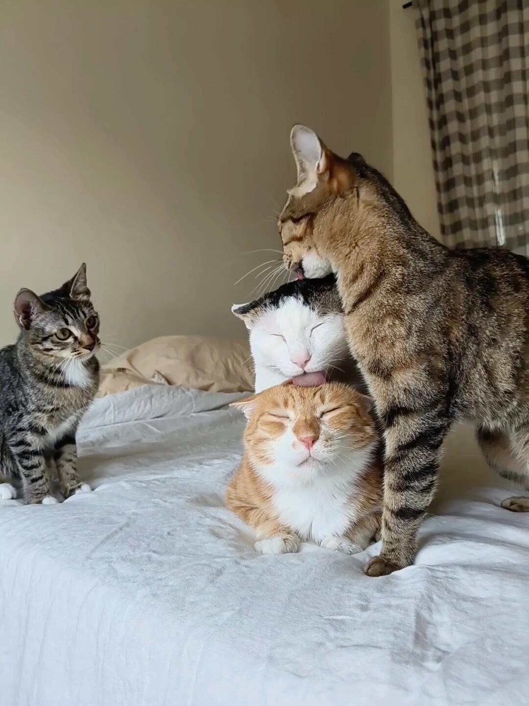 小猫：我长大了也要这样吗