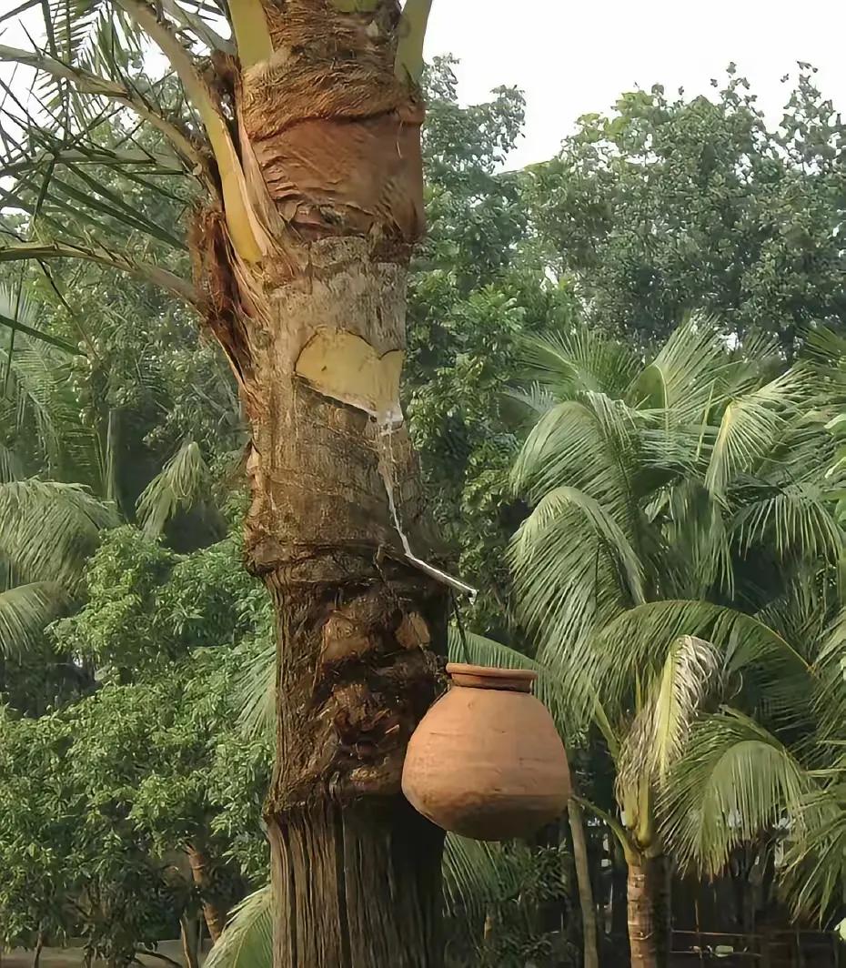 一查吓一跳！印度护士喝椰枣汁感染病毒，根本不是偶然，而是这种看似平常的饮品，藏着