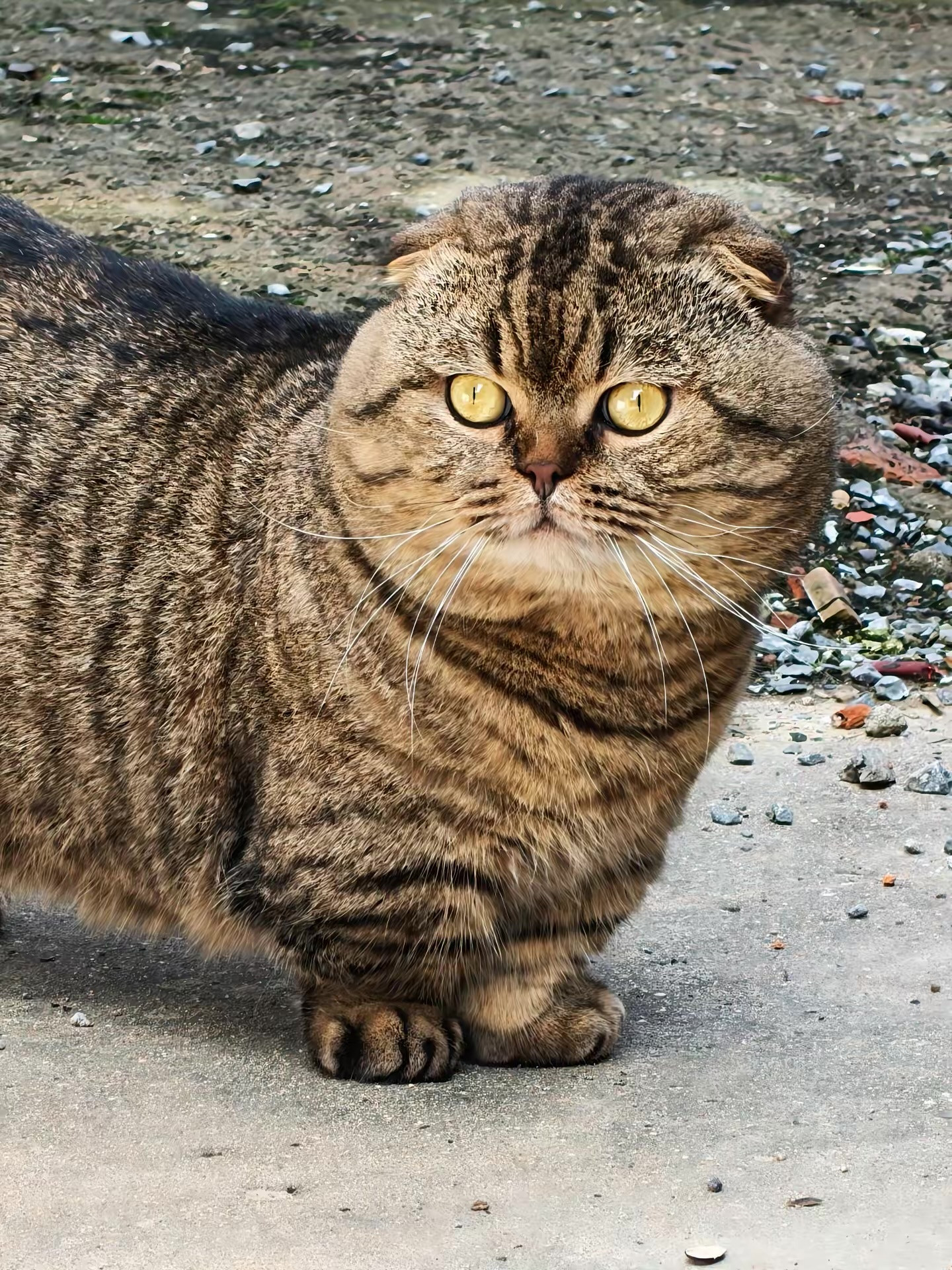 猫咪：妈妈，为什么我的腿这么短🥹