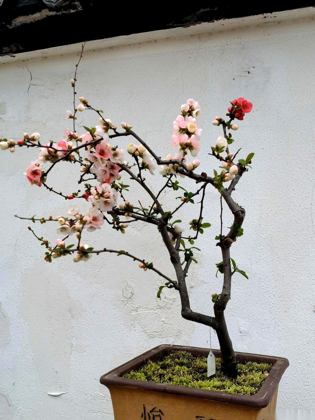 290万，成交了。就在昨晚十点多，我眼睁睁看着它从“在售”变成了“已售”。那