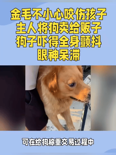 令人唏嘘！安徽金毛误伤孩子被论斤卖掉，瑟瑟发抖一幕太心酸太让人破防了！安徽