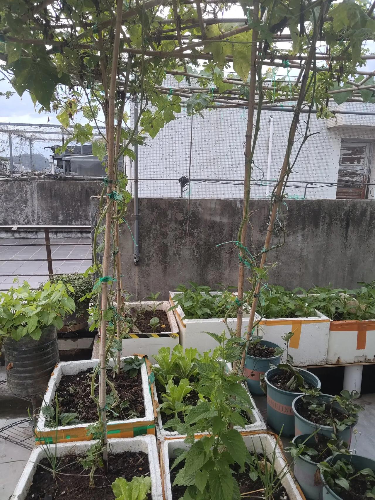 屋顶的菜园子不打算再种了，因为蚂蚁和蚊虫实在太多。每次摘菜的时候，菜叶上都会有好