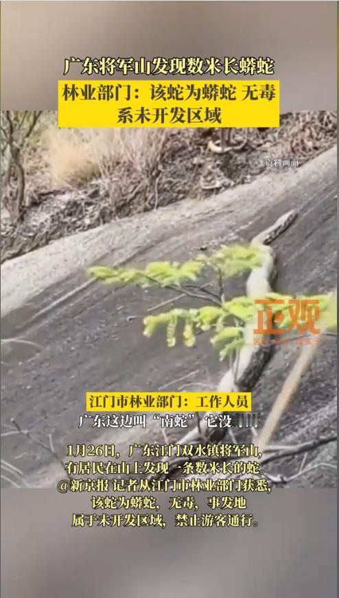 “太吓人了！”近日，广东江门，一男子上山时意外撞见一条数米长的巨蟒正趴在石头上晒