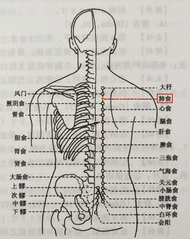 胸椎12节位示意图