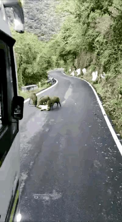 野猪只会咬，不会撕，要是倒下的是野猪，花豹早就把野猪咬的皮开肉绽了。