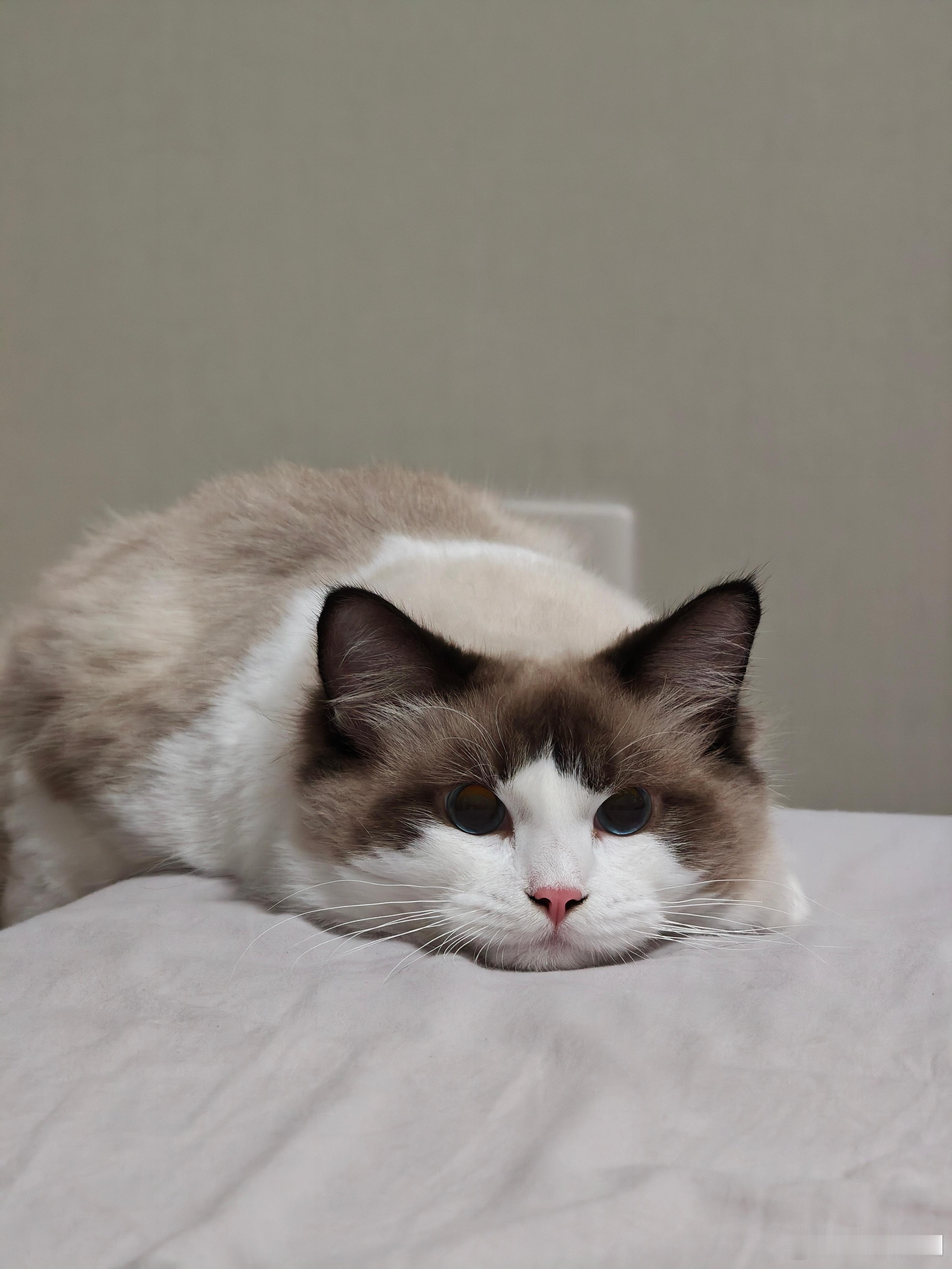 猫猫确实挺可爱，就是家里的沙发、椅子到处都是猫爪痕迹。。。​​​