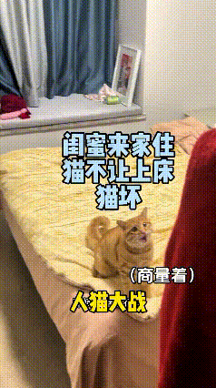 这个视频我看好几遍，都笑出眼泪来了。主人的闺蜜来家里过夜，打算上床休息，谁知道床