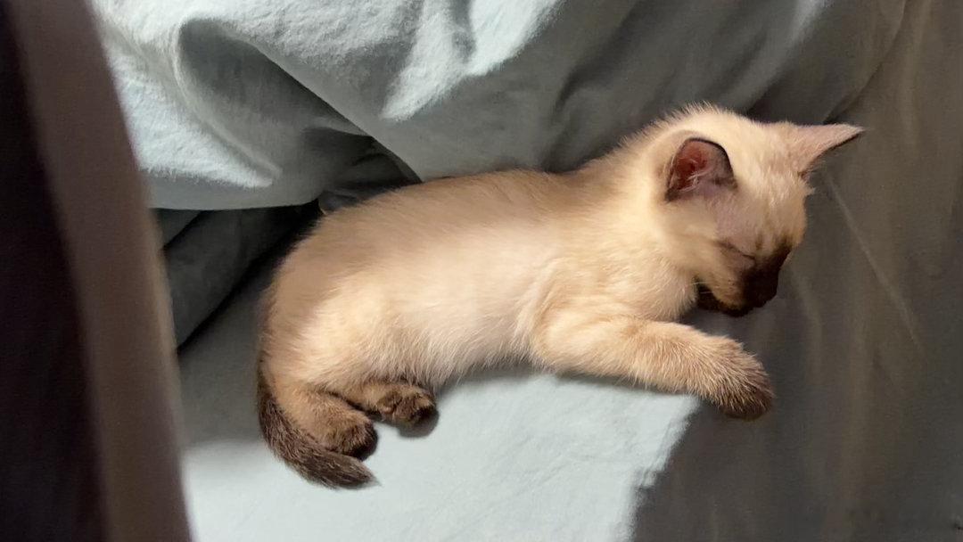 和谜拟新买的小猫咪特别粘人现在正趴在我胳膊上睡觉今天第二天了叫的变少了只要在床上