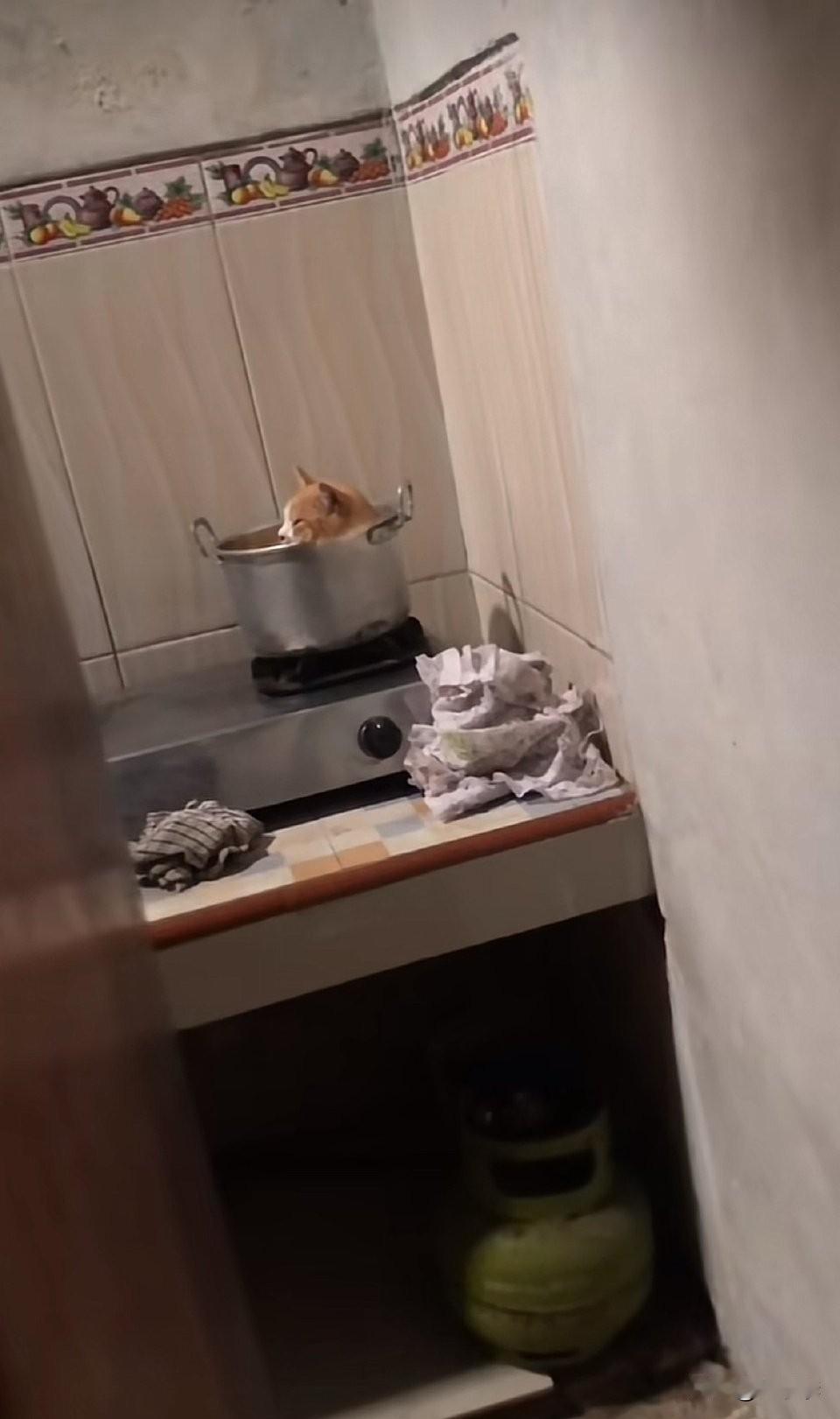 这是给自己找了一个暖和的地方啊，猫猫大鹅：竞争上岗？猫咪猫咪大明星