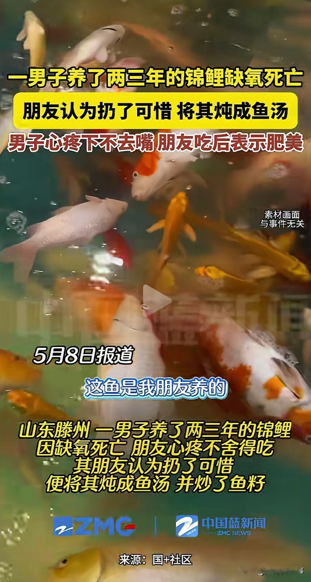 山东男子养了两三年的锦鲤意外离世，主人心疼得舍不得下嘴，可是没想到接下来的一幕让