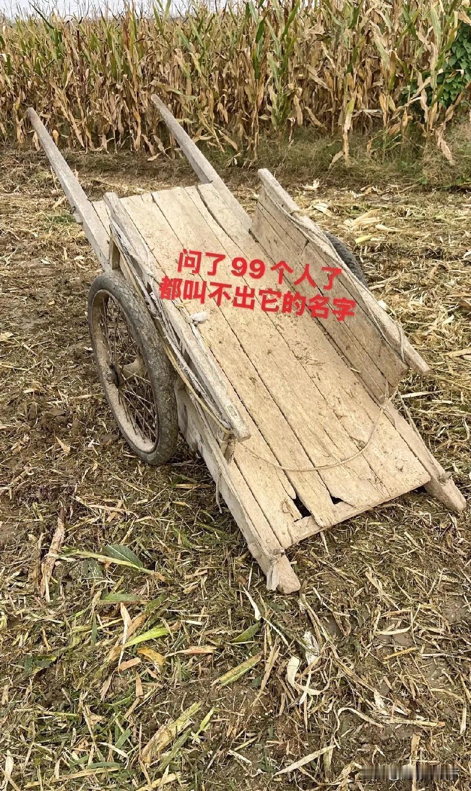 有多少小时候没见过这个的？你还能叫出它的名字吗……