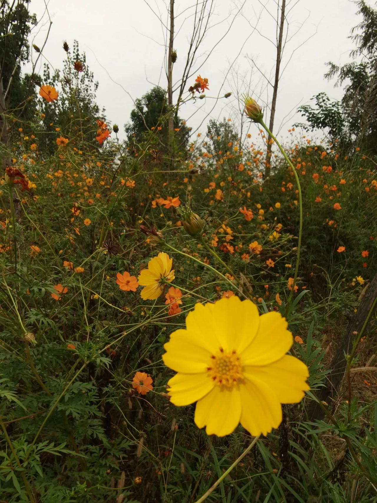 今天在公园看到这种花，不知叫什么名字？你知道吗？