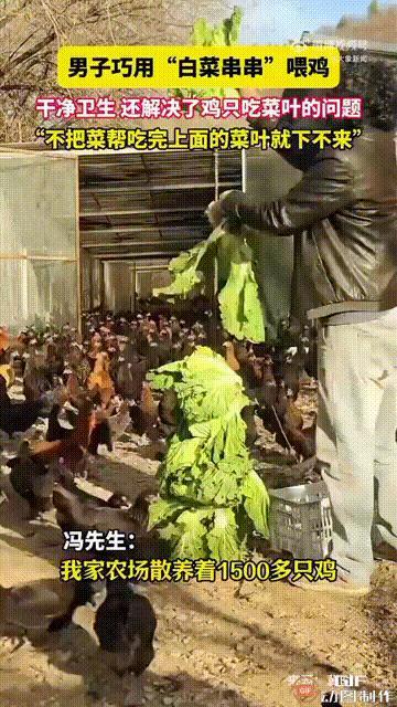 这名男子真是太聪明了！北京一名男子在养殖场养了1500只鸡，旁边还种了不少蔬菜，