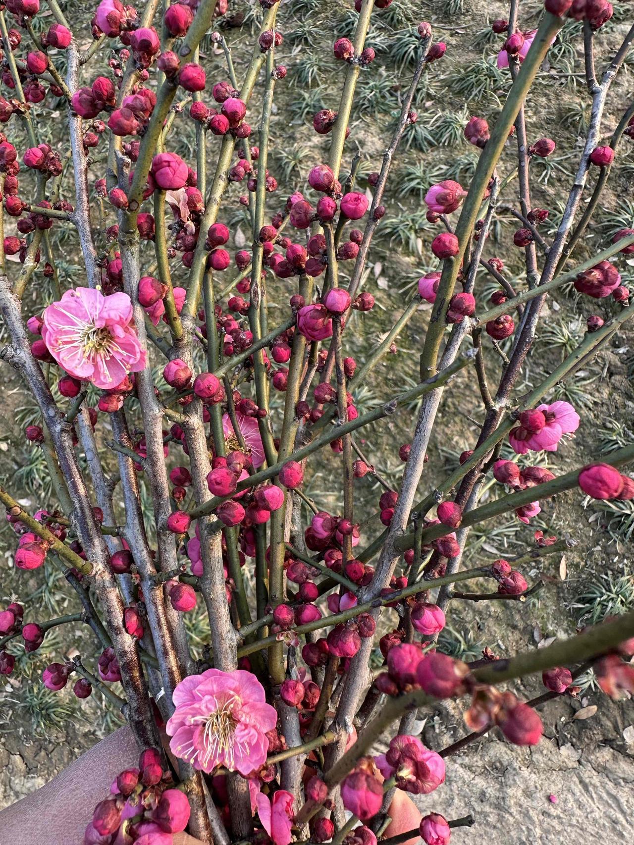 写梅花的诗词中，最喜欢的就是毛泽东主席在1961年写的《卜算子·咏梅》，把梅花的