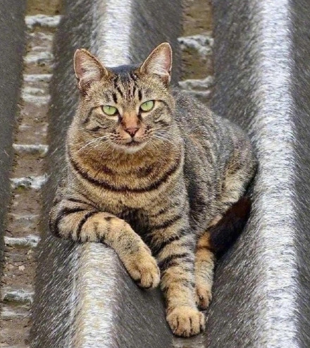 这只狸花猫已经养了两年了，看它孤傲的眼神霸气侧漏，一看就不是个善猫